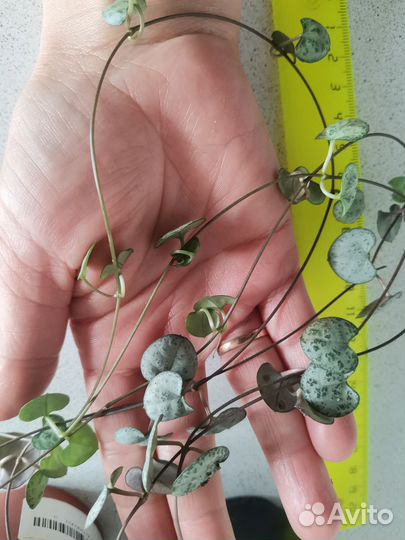 Циропегия Вуди