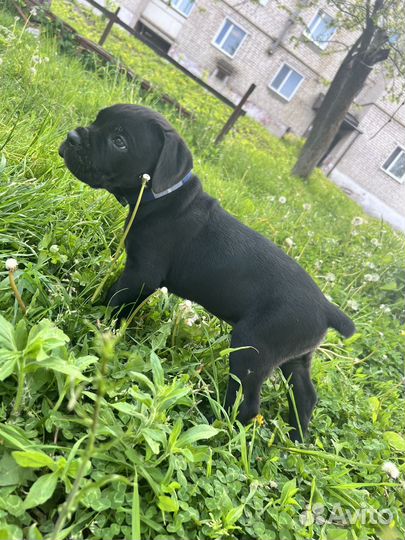 Щенки Кане Корсо