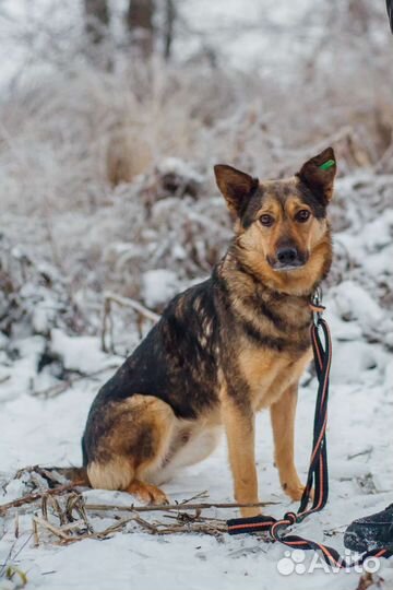Собака Дюша в добрые руки