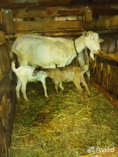 Нубийские козы