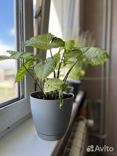 Комнатные цветы