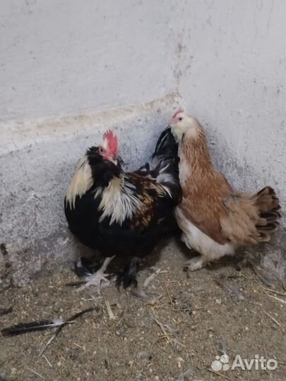 Продам Падуаны серебро, Фафероль лососевые