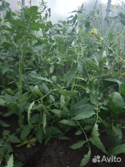 Рассада помидоров томатов