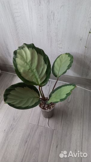 Калатея Корона