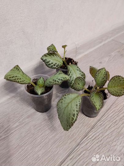 Эписция перламутр