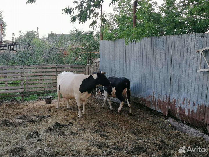 Корова, телка, бычок