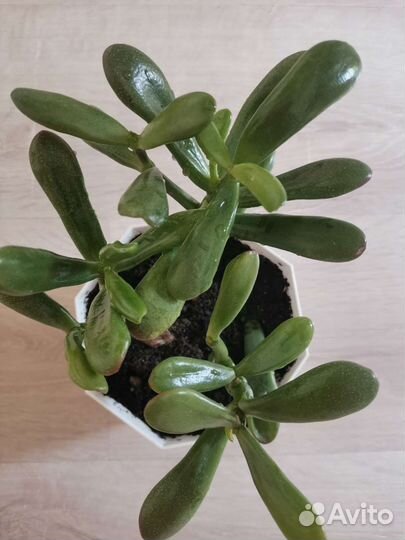 Толстянка. Крассула овата хоббит