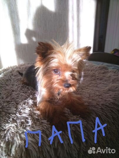 Йоркширский терьер