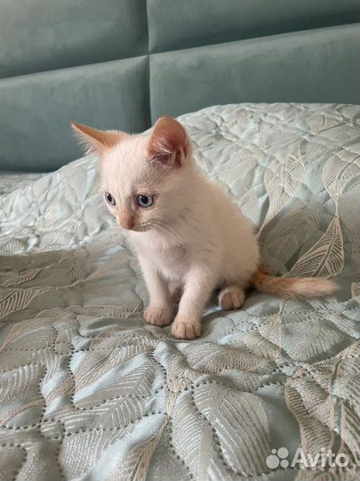 Кошка в дар