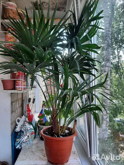 Веерная Пальма Вашингтония и др. Растения и цветы