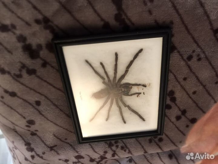 Насекомые в рамке, Паук