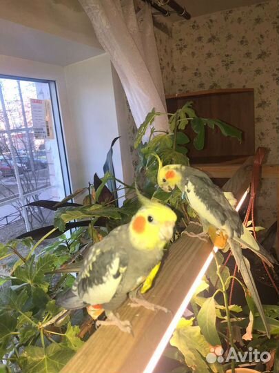 Попугай корелла пара с клеткой
