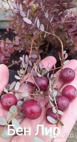 Саженцы садовой клюквы