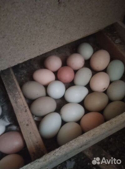 Инкубационное и столовые яйца