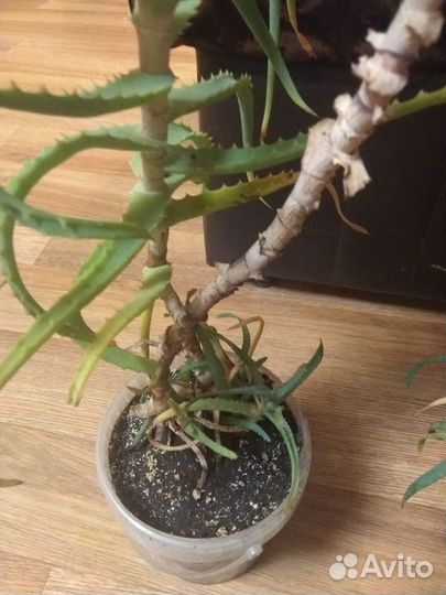 Продаю алоэ (столетник)