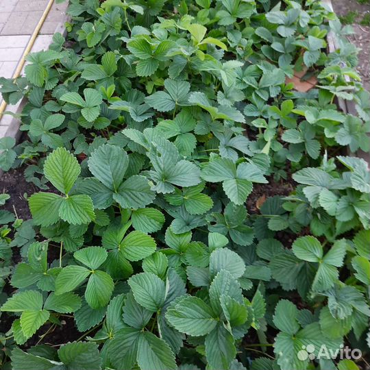 Рассада клубники