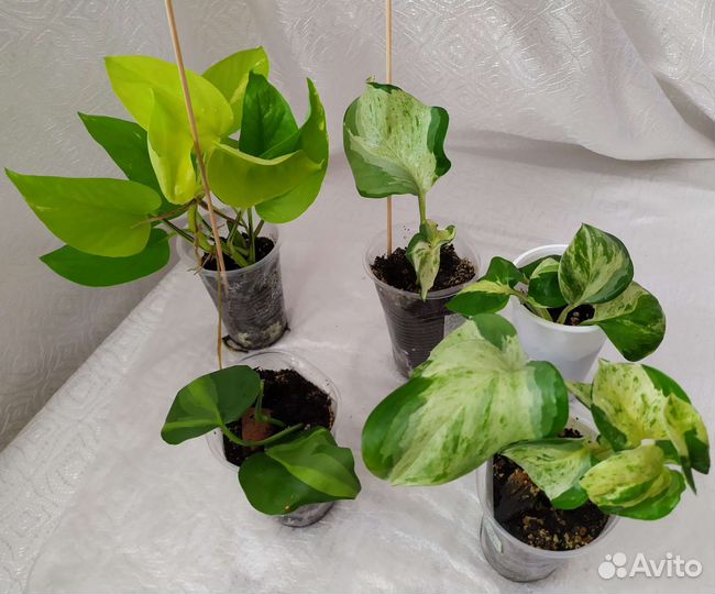 Сингониум Филодендрон