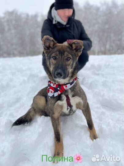 Собака бесплатно