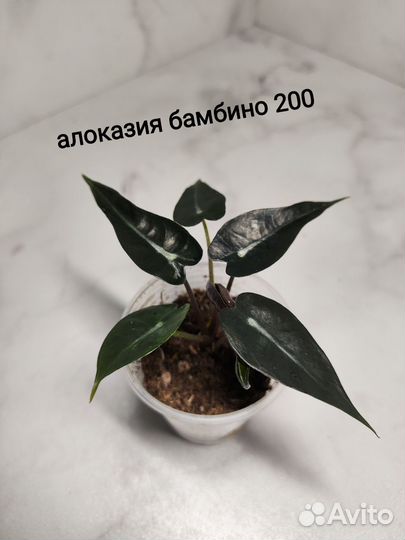 Сингониум, алоказия, циссус, монстера