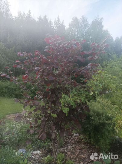 Орешник. Кустарники