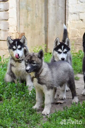 Сибирский хаски щенки