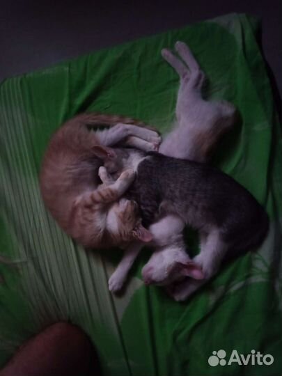 Кошки в добрые руки
