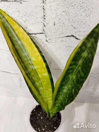 Сансевиерия Аубрутиана Блу вариегатная