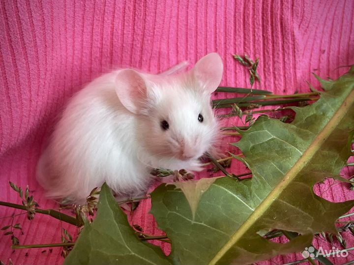 Декоративные сатиновые мыши