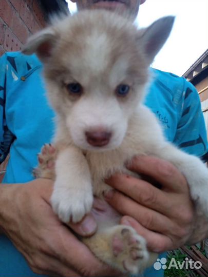 Щенки сибирской хаски