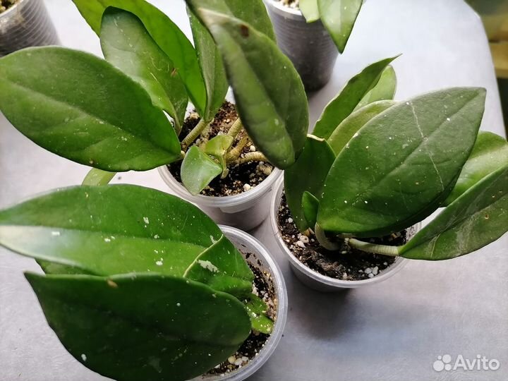 Хойя Карноза