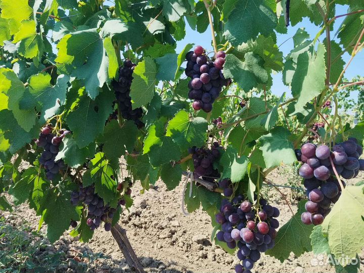 Виноград