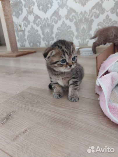 Шотландские котята