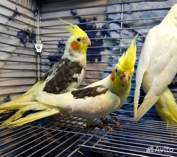 Попугай корелла и пиррура(птенцы)