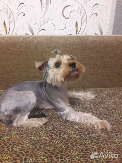 Стрижка собак, Груминг шпица, йорка, спаниель, шит