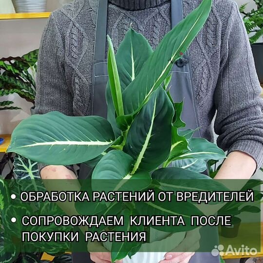Драцена Комнатные растения Тюмень