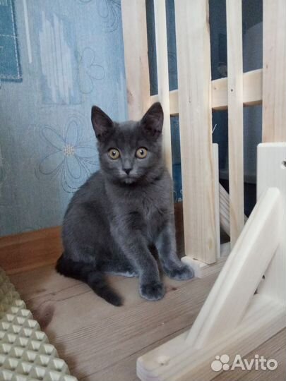 Котенок девочка