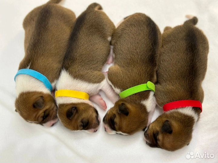 Щенки басенджи