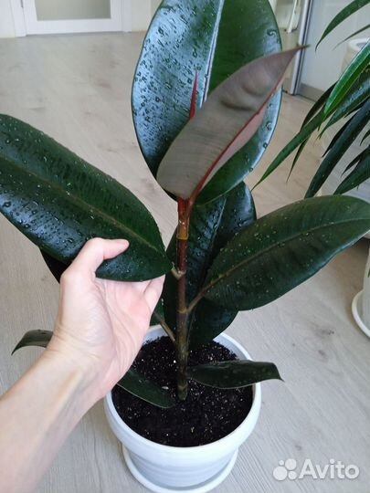 Фикус черный принц