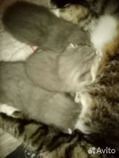 Котята в добрые руки Люберцы