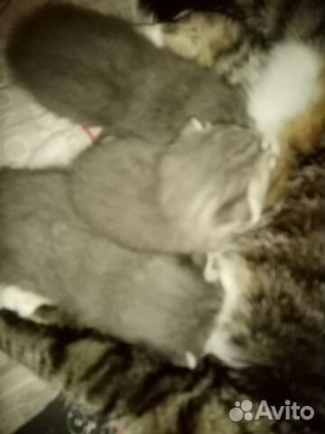 Котята в добрые руки Люберцы