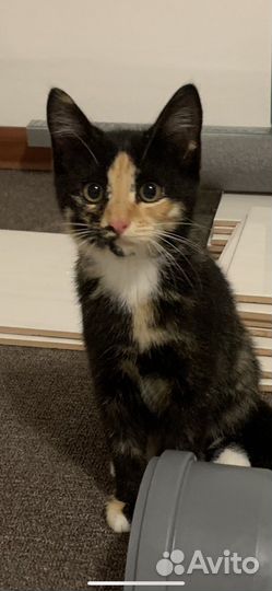 Котята 2 месяца