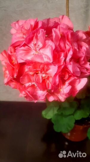 Герань пеларгония сортовая ук. черенок Дж. Фалей