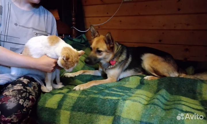 Собака Альма