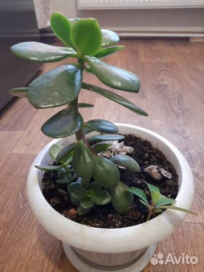 Растение, цветы Денжное дерево, Толстянка,Крассула