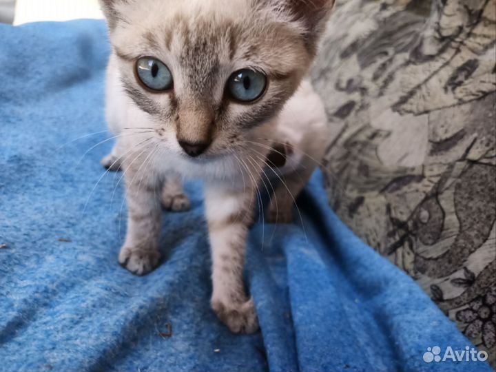 Отдам котят