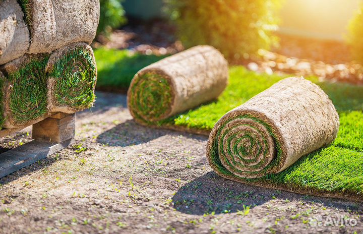 Рулонный газон с укладкой
