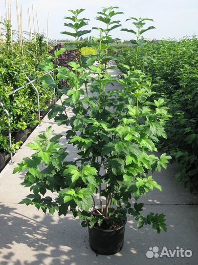 Калина обыкновенная Бульденеж