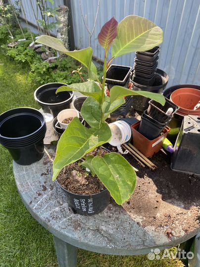 Саженцы магнолии