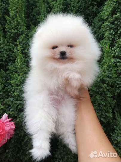 Белая Мини Мишка Помпом Померанский шпиц