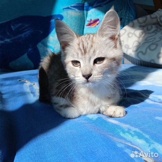 Кошки в добрые руки бесплатно
